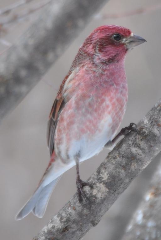 Name:  Purple finch 2-27-10 C.jpg
Views: 206
Size:  34.0 KB