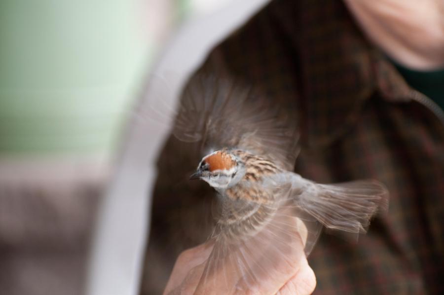 Name:  Chipping sparrow abstract 5-24-11.jpg
Views: 756
Size:  38.9 KB