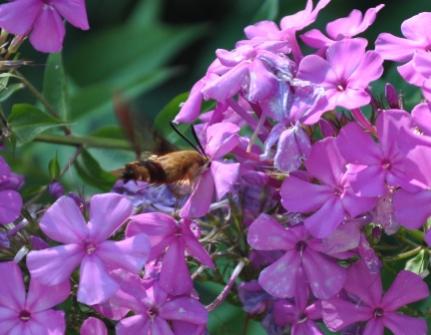 Name:  Clear-winged sphinx moth.jpg
Views: 137
Size:  26.3 KB