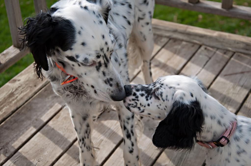 Name:  Lili and Loon on the deck 10-23-19.jpg
Views: 1146
Size:  80.5 KB