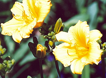 Name:  Garden 2007 - Stella d'oro lilies 6-22-07.jpg
Views: 178
Size:  91.4 KB