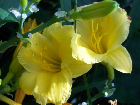 Name:  Kennel garden - Stella d'Oro lily 7-12-09 A.JPG
Views: 189
Size:  59.6 KB