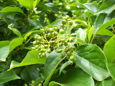 Name:  Cistern - Dogwood berries 7-14-09.JPG
Views: 218
Size:  79.6 KB
