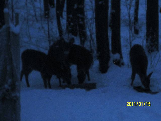 Name:  deer eating.jpg
Views: 170
Size:  37.6 KB