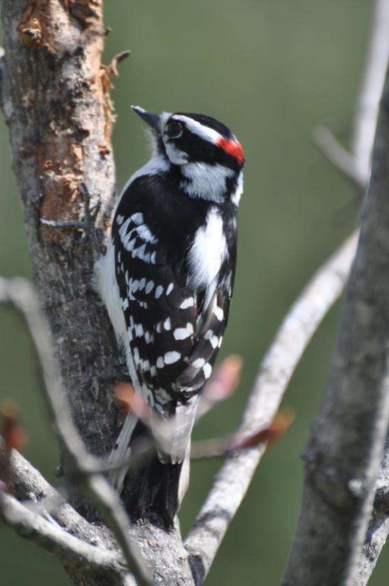 Name:  Downy woodpecker male 4-19-10 A.jpg
Views: 148
Size:  52.3 KB