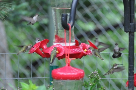 Name:  Hummers at the feeders 8-7-09 L2.JPG
Views: 151
Size:  85.6 KB