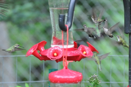 Name:  Hummers at the feeders 8-7-09 J1.JPG
Views: 156
Size:  80.9 KB