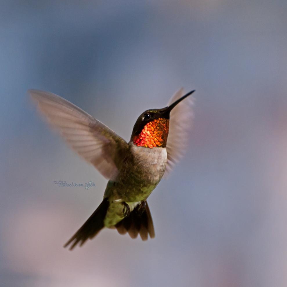 Name:  Ruby-throated hummingbird, male 6-10-12 D.jpg
Views: 418
Size:  42.0 KB