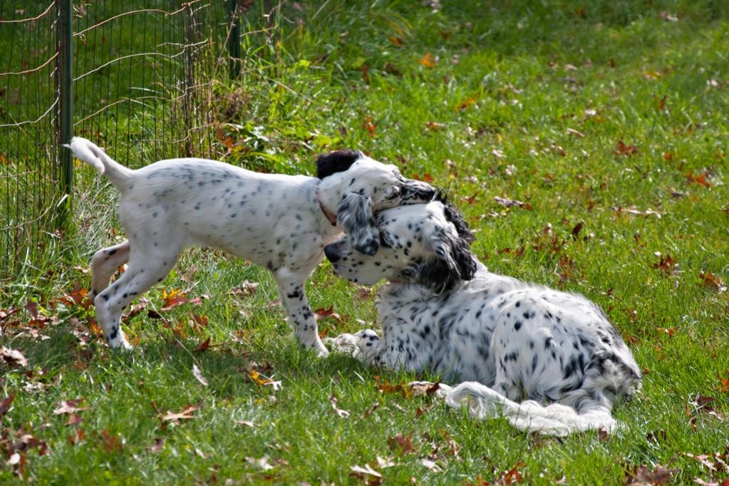 Name:  Lili and Loon playing 10-23-19 F.jpg
Views: 2039
Size:  158.3 KB