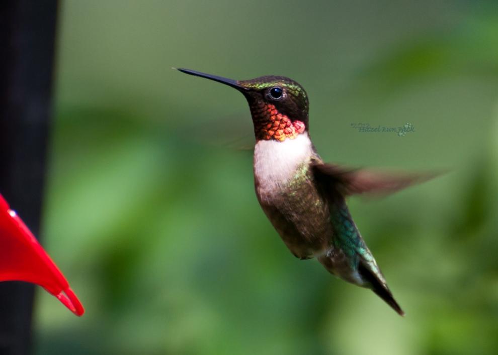 Name:  Ruby-throated hummingbird, male 6-8-12 B.jpg
Views: 184
Size:  35.6 KB