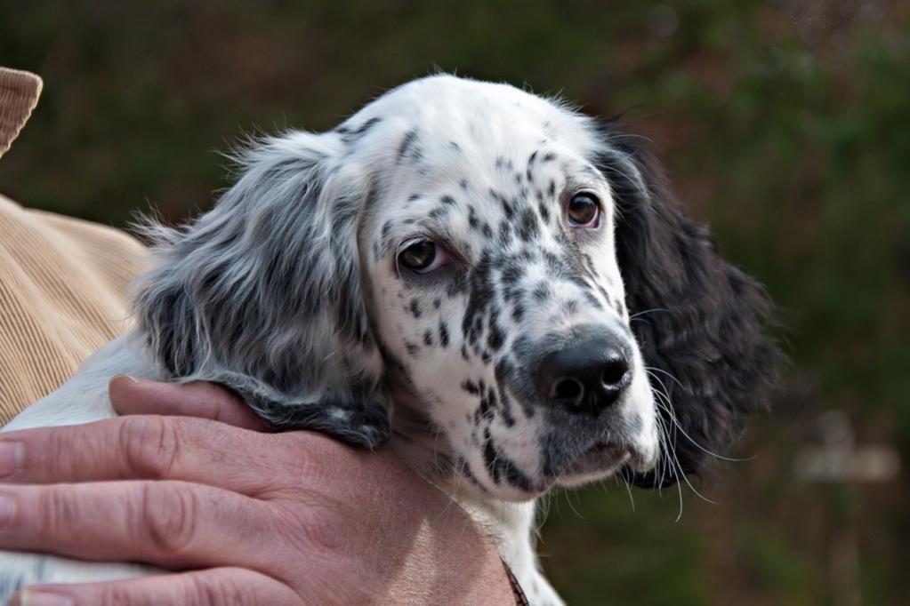 Name:  Setter Hills Loon Mountain 10-23-19 C.jpg
Views: 1686
Size:  70.7 KB