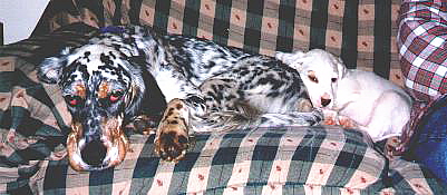 Name:  Cass and Ember resting.jpg
Views: 1047
Size:  59.1 KB