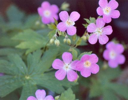 Name:  Garden - wild geranium 6-13-08.jpg
Views: 449
Size:  20.2 KB