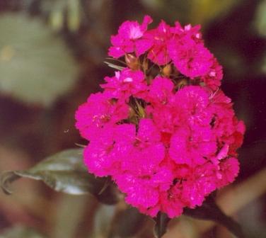 Name:  Garden - Sweet William 6-29-08.jpg
Views: 276
Size:  17.4 KB