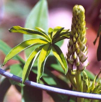 Name:  Garden 2008 - lupine buds 6-9-08.jpg
Views: 900
Size:  20.9 KB