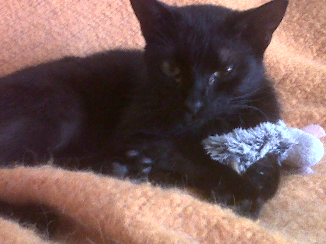 Name:  07.01.12 - 4 - hard to photograph a black cat! .jpg
Views: 131
Size:  186.6 KB
