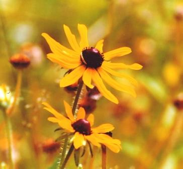 Name:  Well garden - Black-eyed susans 7-9-08.jpg
Views: 288
Size:  16.8 KB