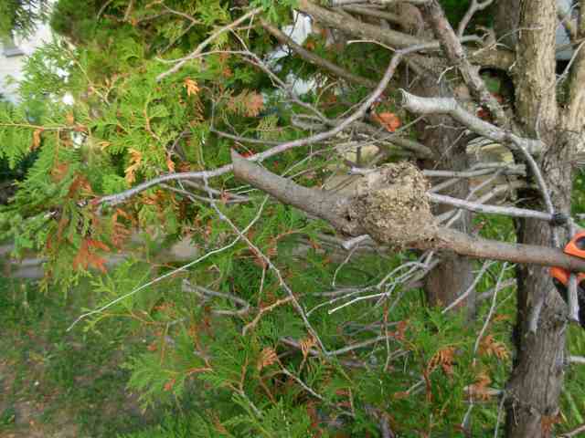 Name:  Hummingbird nest 1.jpg
Views: 207
Size:  67.6 KB