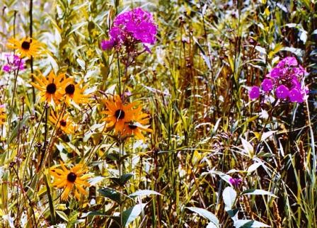 Name:  Well garden - Black-eyed susans and Phlox 7-23-08.jpg
Views: 154
Size:  57.9 KB