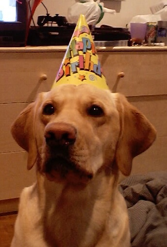 Name:  birthday puppy.JPG
Views: 229
Size:  60.5 KB