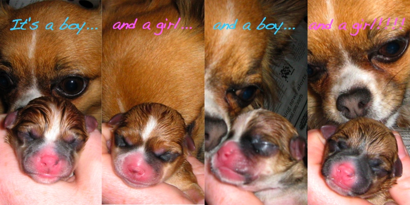 Name:  110509PuppiesBornR.jpeg
Views: 1364
Size:  180.1 KB