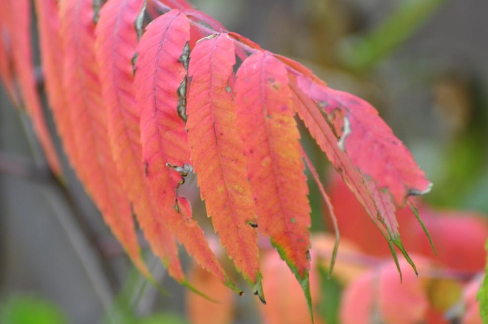 Name:  Fall sumac 10-10-10 A.jpg
Views: 158
Size:  48.1 KB