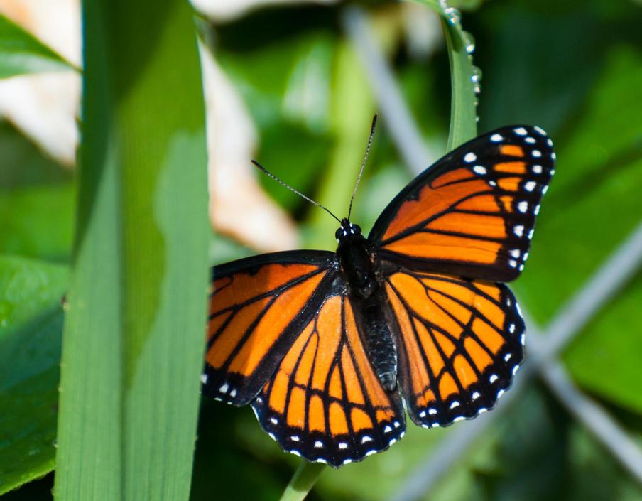 Name:  Viceroy butterfly 6-19-11 C.jpg
Views: 1501
Size:  74.5 KB