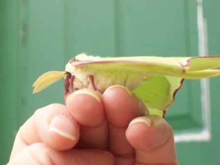 Name:  Luna moth 5-21-09 L.JPG
Views: 159
Size:  45.4 KB