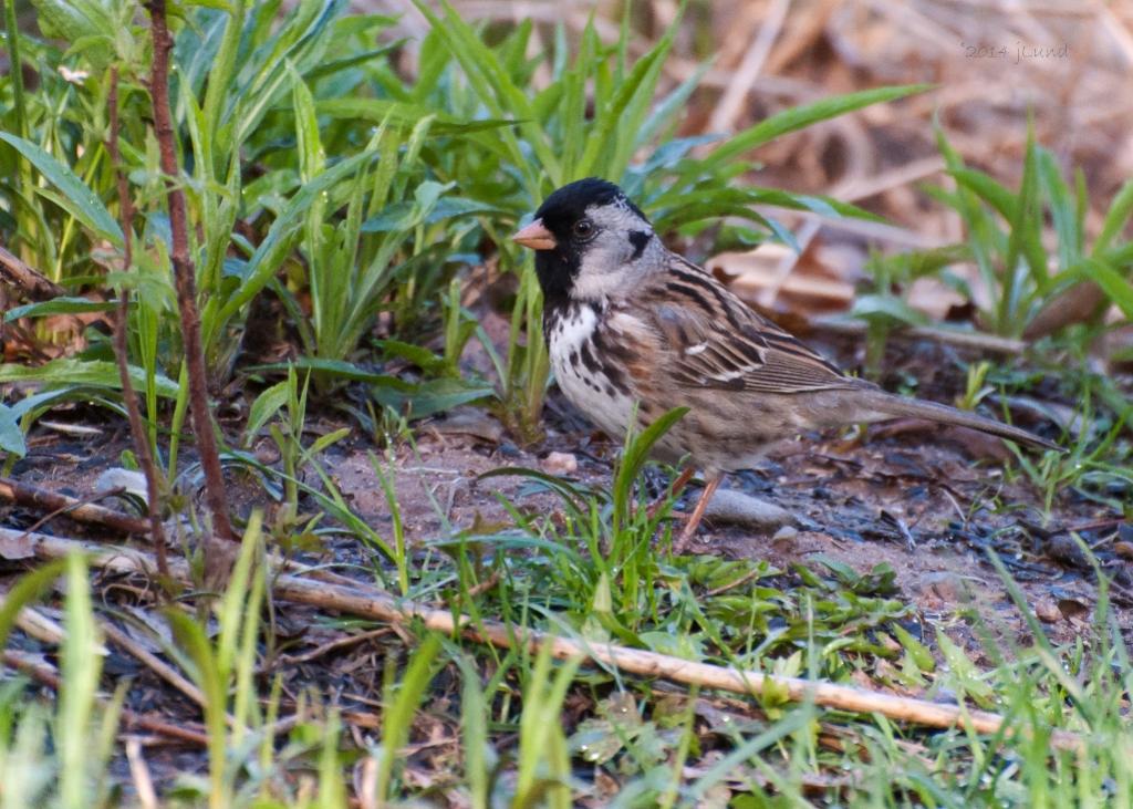 Name:  Harris s sparrow 5-14-14 K.jpg
Views: 1889
Size:  136.2 KB