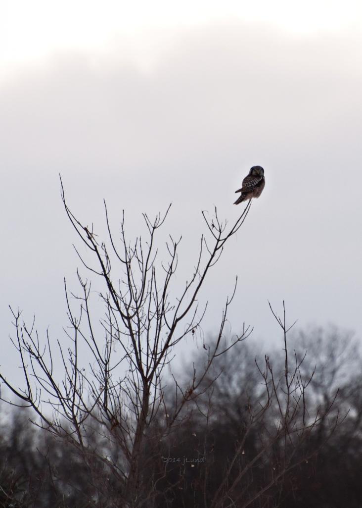 Name:  Northern hawk-owl, first glimpse 12-31-14 B.jpg
Views: 1139
Size:  65.0 KB