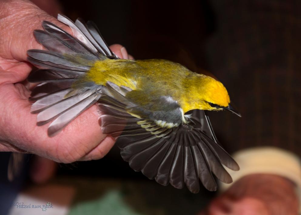 Name:  Blue-winged warbler 5-7-12 D.jpg
Views: 410
Size:  59.1 KB