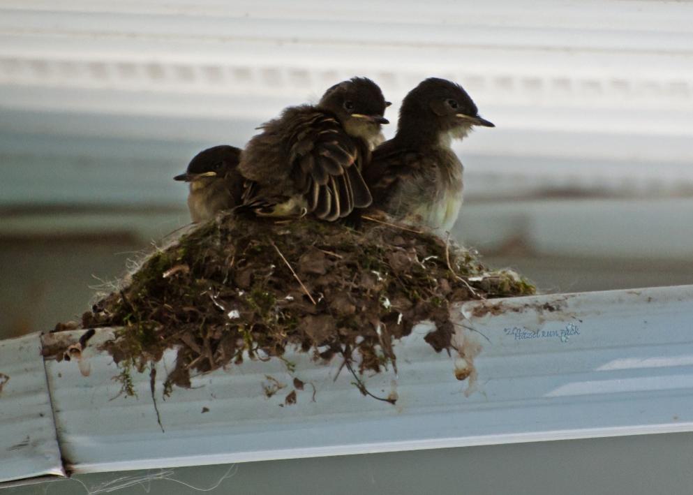 Name:  Eastern phoebe chicks 6-9-12 E.jpg
Views: 212
Size:  63.5 KB