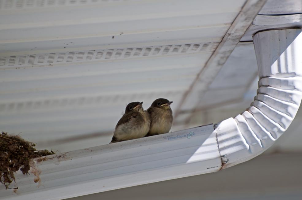 Name:  Eastern phoebe chicks 6-9-12 F1.jpg
Views: 390
Size:  46.9 KB