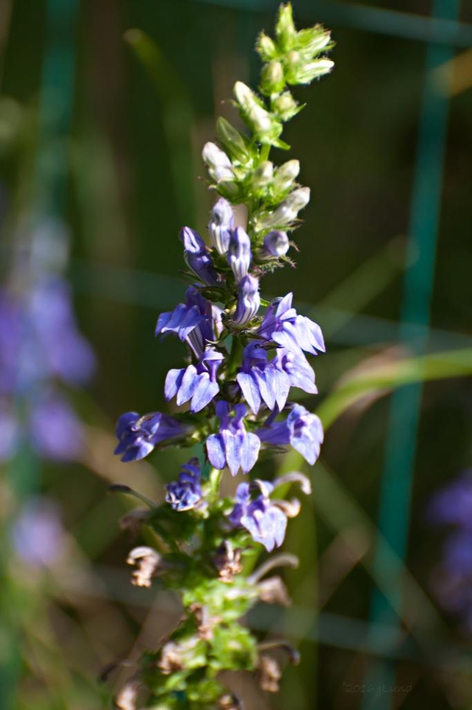 Name:  Great lobelia 8-21-16.jpg
Views: 1007
Size:  58.7 KB