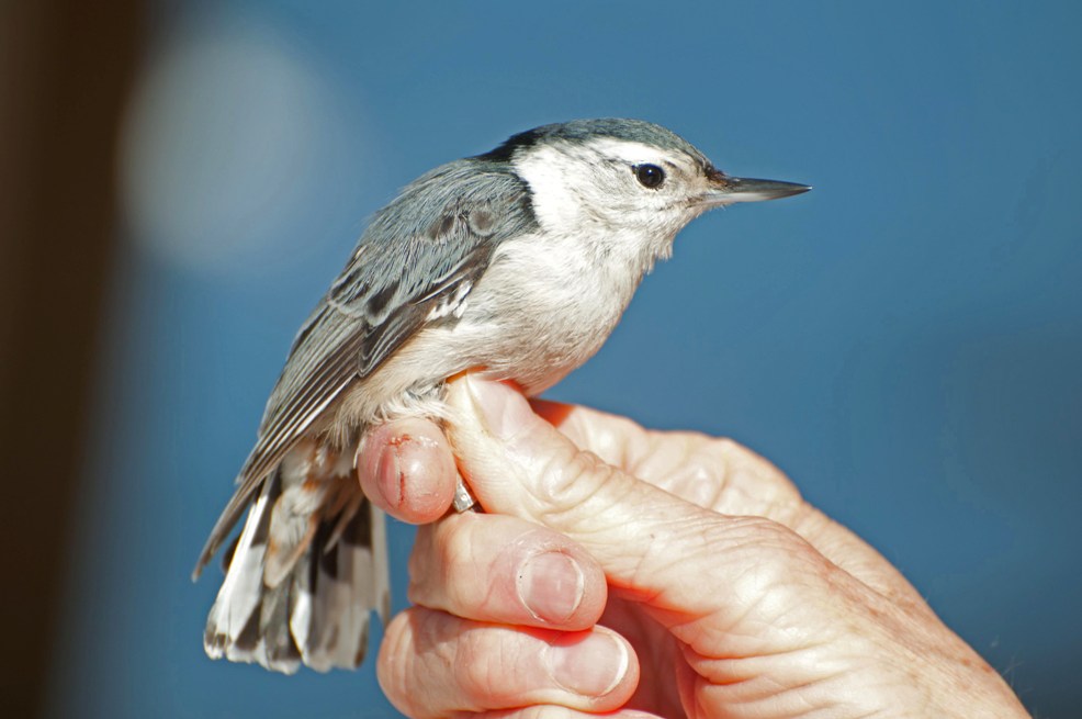 Name:  White-breasted nuthatch 3-30-11 B.jpg
Views: 234
Size:  95.3 KB