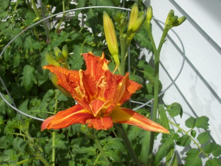 Name:  Double day lily.JPG
Views: 205
Size:  81.0 KB