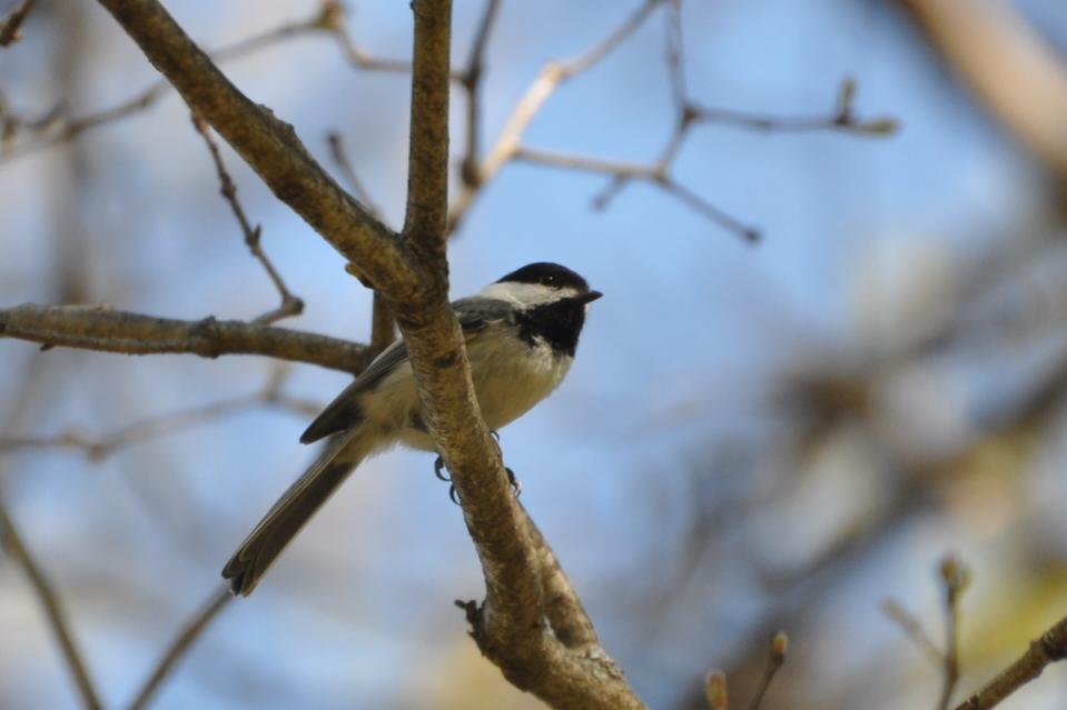 Name:  Black-capped chickadee 5-1-10 A.jpg
Views: 163
Size:  44.0 KB