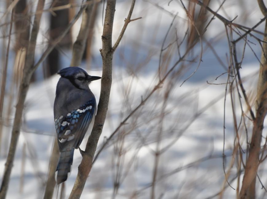 Name:  Blue jay in sumac 2-25-10.jpg
Views: 540
Size:  56.3 KB