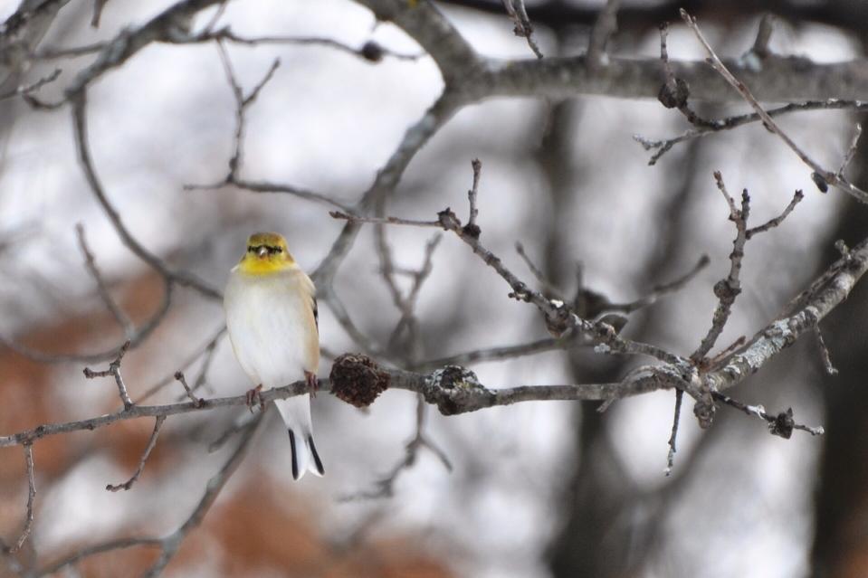 Name:  Goldfinch in oak 2-17-10.jpg
Views: 578
Size:  58.3 KB