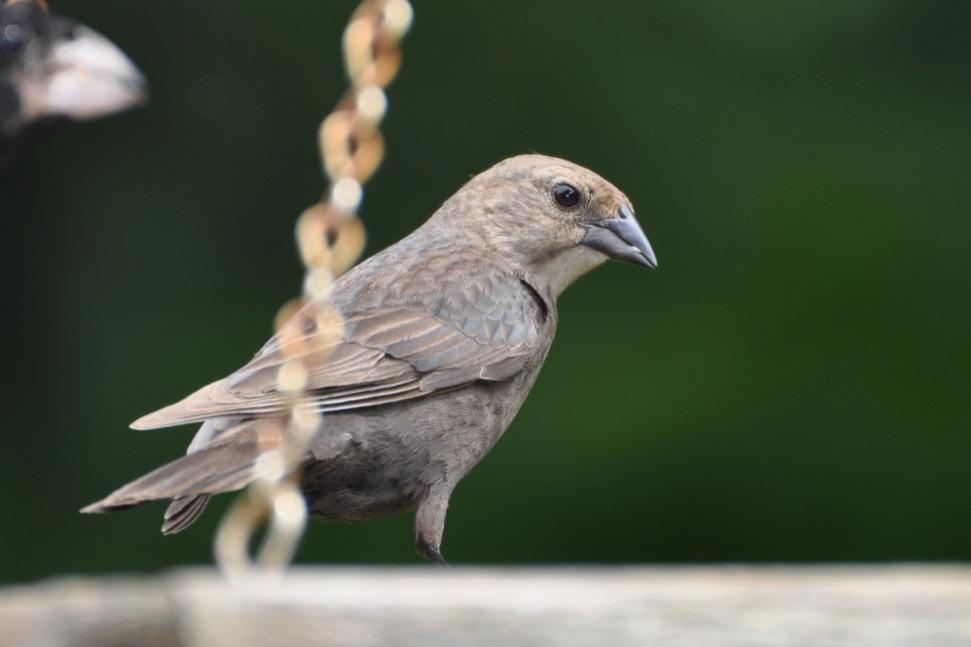 Name:  Brown-headed cowbird 6-18-10.jpg
Views: 610
Size:  37.3 KB