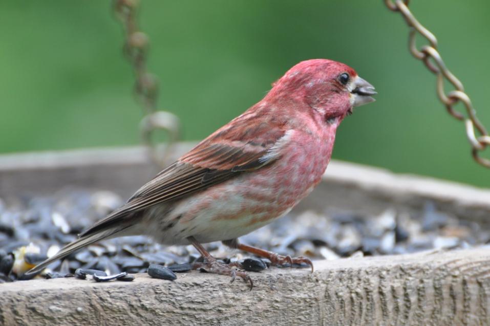 Name:  Purple finch 6-19-10.jpg
Views: 232
Size:  63.3 KB