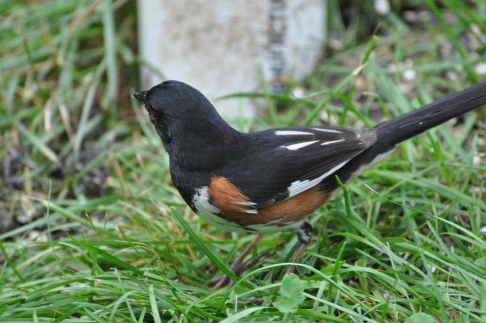 Name:  Eastern towhee under the feeder 6-20-10.jpg
Views: 520
Size:  87.2 KB