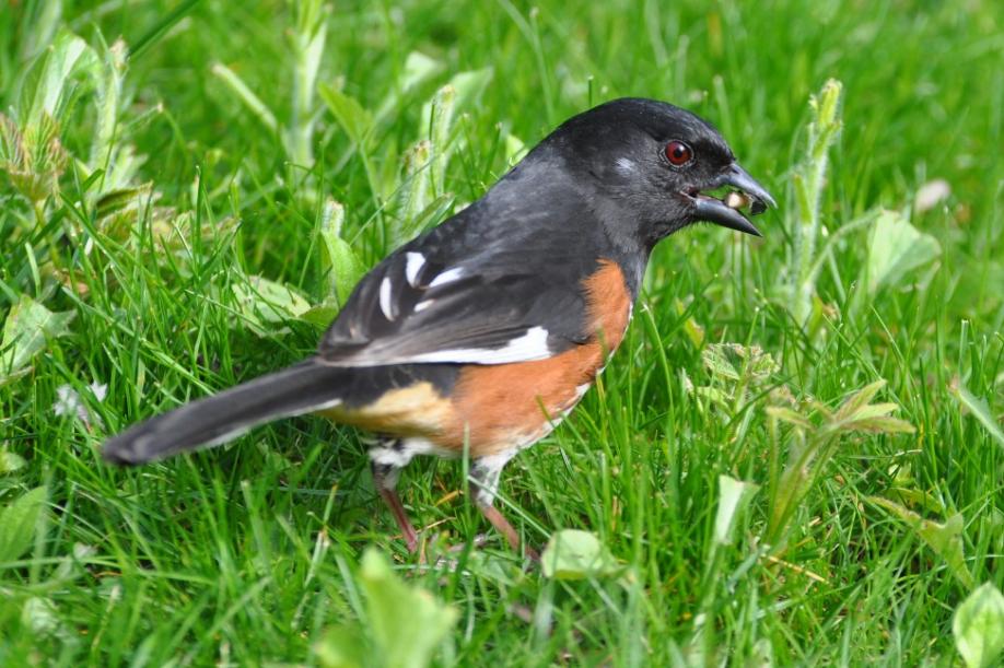 Name:  Rufous-sided towhee 5-16-10 A.jpg
Views: 398
Size:  101.6 KB