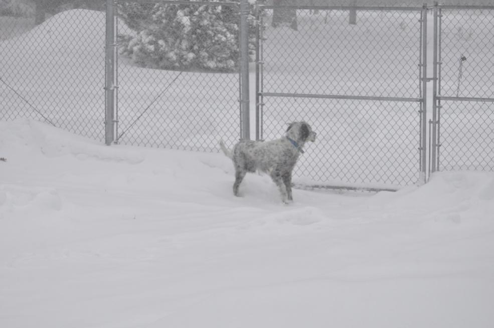 Name:  Snowy day 12-11-10 E.jpg
Views: 212
Size:  58.0 KB