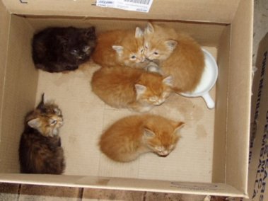 Name:  all 6 kittens.jpg
Views: 300
Size:  19.7 KB