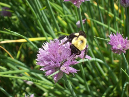 Name:  Bee on chives 6-5-09 B.JPG
Views: 104
Size:  76.4 KB