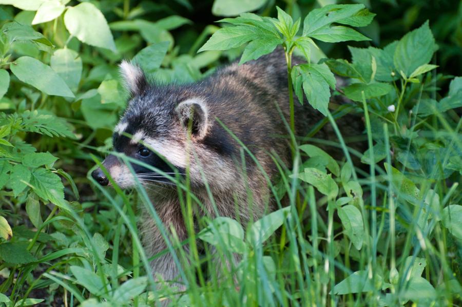 Name:  Raccoon #1 6-19-11 A.jpg
Views: 1107
Size:  100.0 KB