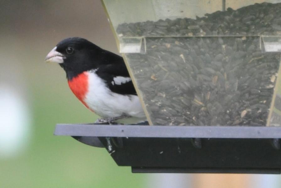 Name:  Rose-breasted grosbeak 5-6-10.jpg
Views: 178
Size:  38.5 KB