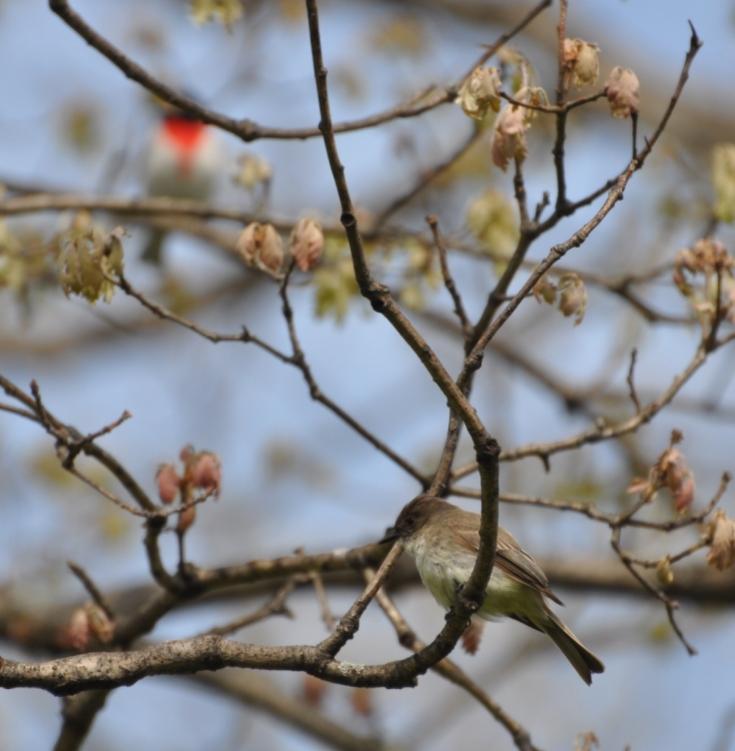 Name:  Eastern phoebe and rose-breasted grosbeak 5-9-10.jpg
Views: 155
Size:  56.0 KB