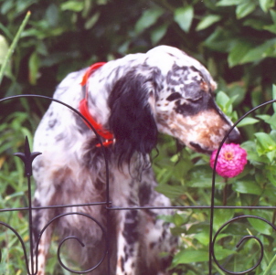 Name:  Cass enjoying the zinnias in the garden 8-2-06.jpg
Views: 317
Size:  67.7 KB